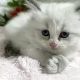 マンチカン(長足)