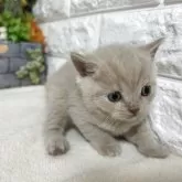 ブリティッシュショートヘア