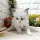 マンチカン(長足)