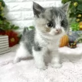 ブリティッシュショートヘア