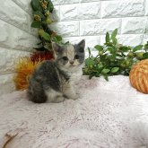 ブリティッシュショートヘア