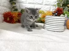 マンチカン(長足)【神奈川県・女の子・2025年9月26日・シルバータビー】の写真2