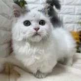 マンチカン(短足)【神奈川県・男の子・2025年6月29日・ブルー&ホワイト】の写真2