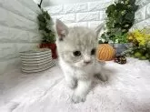 ブリティッシュショートヘア【神奈川県・男の子・2025年9月25日・クリームタビー&ホワイト】の写真2