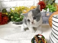 ブリティッシュショートヘア【神奈川県・女の子・2025年9月25日・ダイリュートキャリコ】の写真2