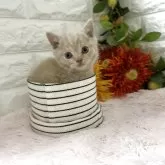 ブリティッシュショートヘア【神奈川県・男の子・2025年9月25日・クリームタビー】の写真3