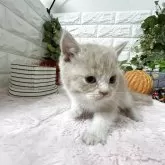 ブリティッシュショートヘア【神奈川県・男の子・2025年9月25日・クリームタビー&ホワイト】の写真3