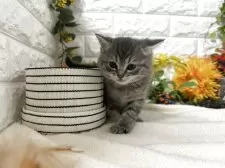 マンチカン(長足)【神奈川県・女の子・2025年9月26日・シルバータビー】の写真4