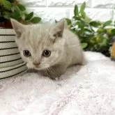 ブリティッシュショートヘア【神奈川県・男の子・2025年9月25日・クリームタビー】の写真4