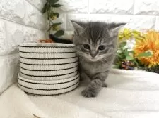 マンチカン(長足)【神奈川県・女の子・2025年9月26日・シルバータビー】の写真5