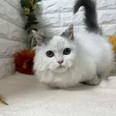 マンチカン(短足)【神奈川県・男の子・2025年6月29日・ブルー&ホワイト】の写真5