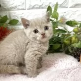 ブリティッシュショートヘア【神奈川県・男の子・2025年9月25日・クリームタビー】の写真6