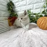 ブリティッシュショートヘア【神奈川県・男の子・2025年9月25日・クリームタビー&ホワイト】の写真6