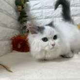 マンチカン(短足)【神奈川県・男の子・2025年6月29日・ブルー&ホワイト】の写真6