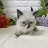 マンチカン(短足)【神奈川県・男の子・2025年3月30日・シールポイント】の写真6