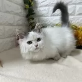 マンチカン(短足)【神奈川県・男の子・2025年6月29日・ブルー&ホワイト】の写真7