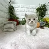 ブリティッシュショートヘア【神奈川県・男の子・2025年9月25日・クリームタビー&ホワイト】の写真7