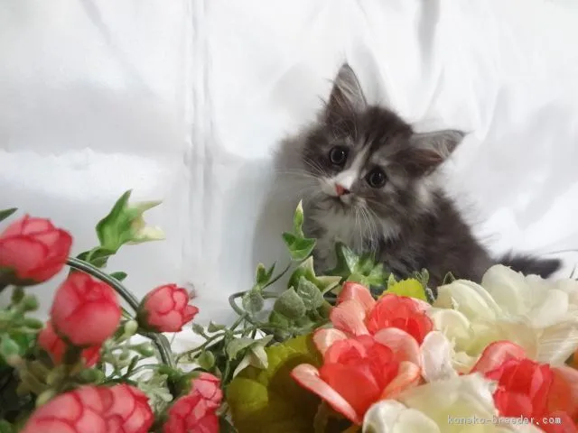 ID:1807-01660の子猫