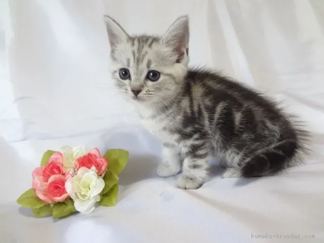 ID：1804-01180の子猫