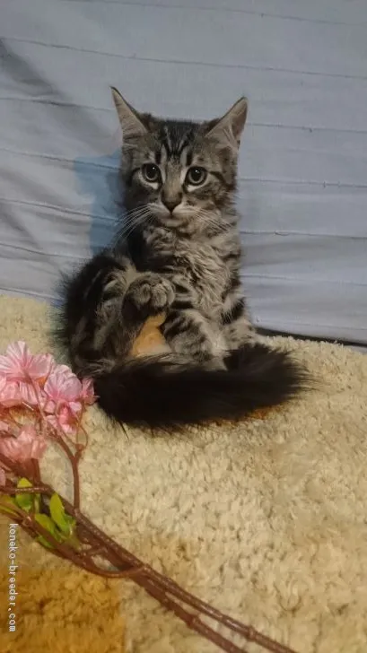 ID:2002-00322の子猫