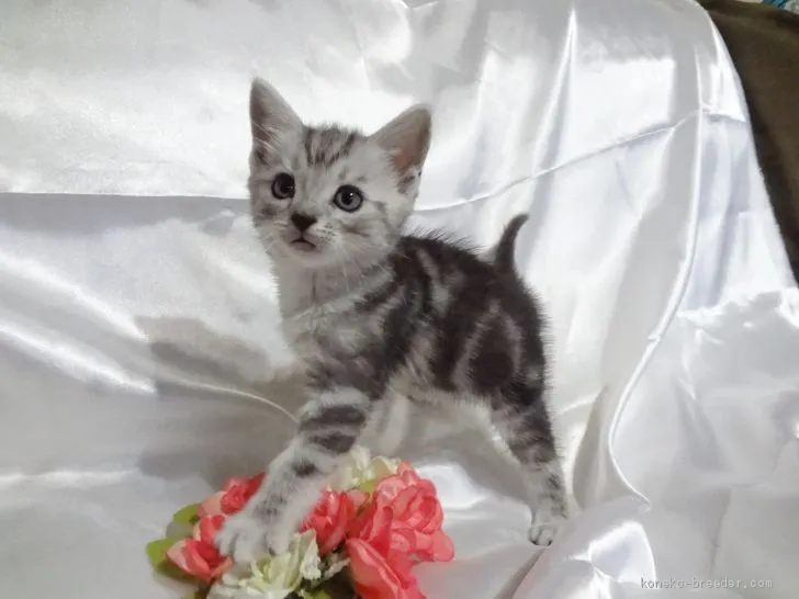 ID：1911-01260の子猫