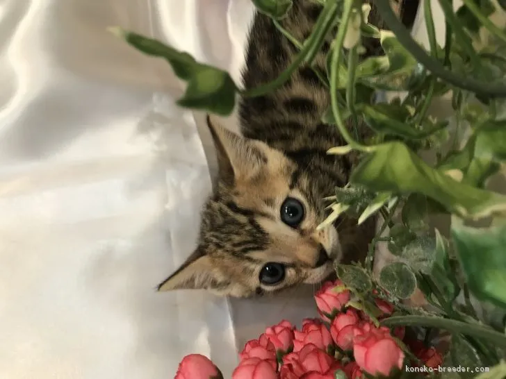 ID:1912-01702の子猫