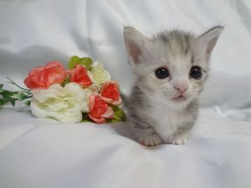 マンチカン(短足)【東京都・女の子・2018年3月25日・ダイリュートキャリコ（ふわもこキャリコちゃん！）】の写真「予約受付中！期間限定大特価！」