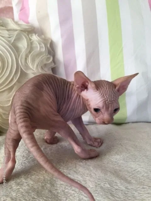 ID:1810-00786の子猫