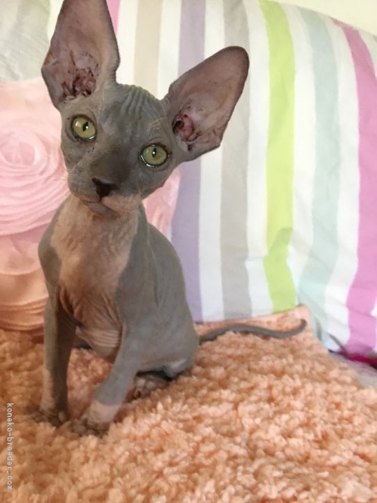 スフィンクスの子猫をお迎えいただいたお客様の声(口コミ・評判 