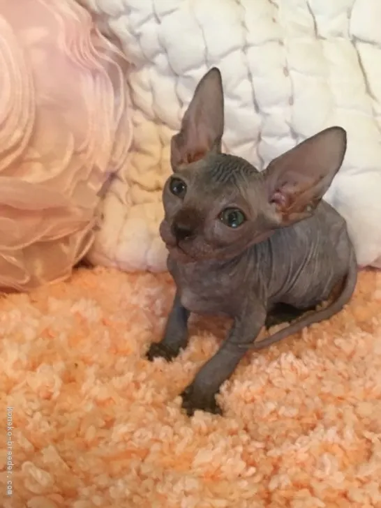 ID:1707-00221の子猫
