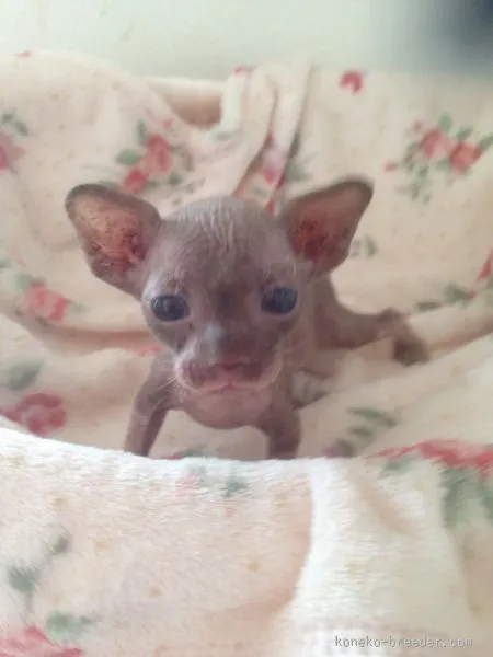 ID:1508-00102の子猫