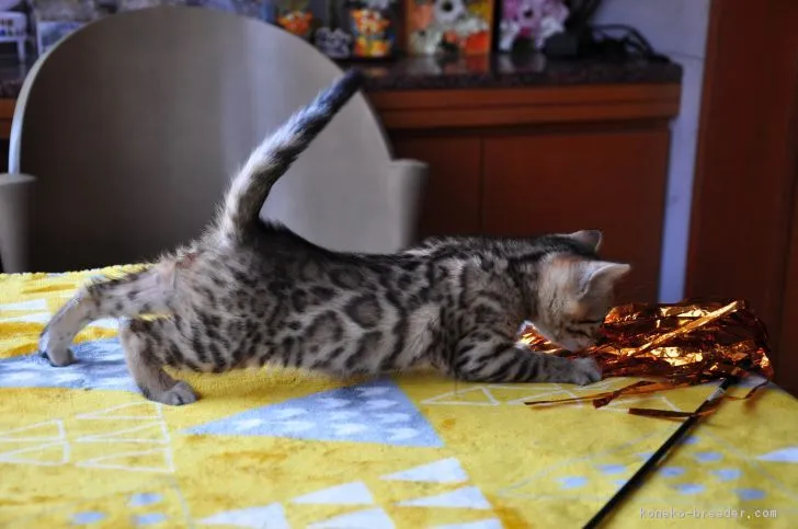 ID：1801-01065の子猫