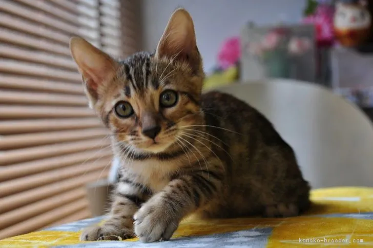 ID：1808-00849の子猫