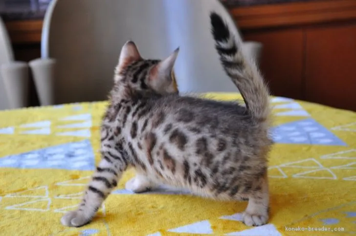 ID:1905-02121の子猫