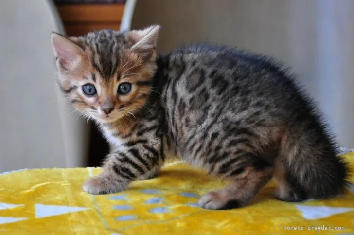 ID：1802-00640の子猫