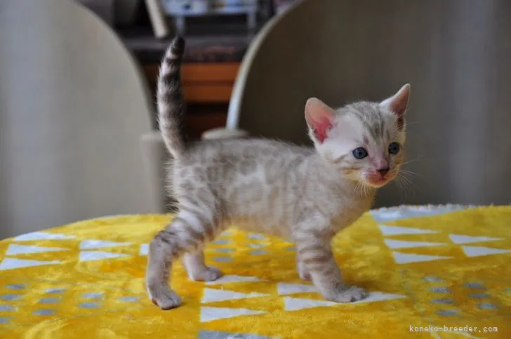 A.S 様のお迎えした子猫