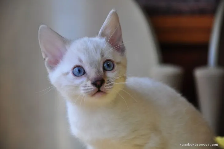 寅次郎一家 様のお迎えした子猫