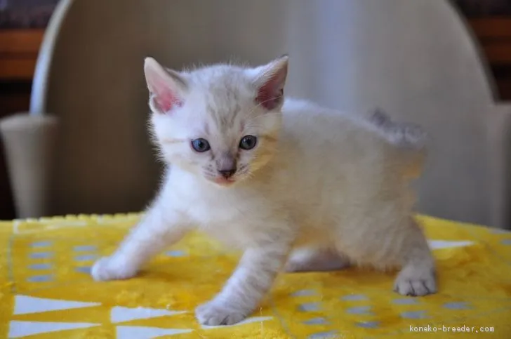 ID:2004-00183の子猫
