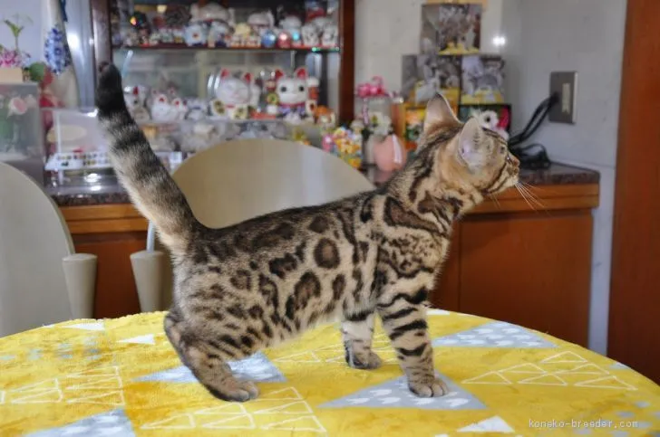 ID:1912-00871の子猫