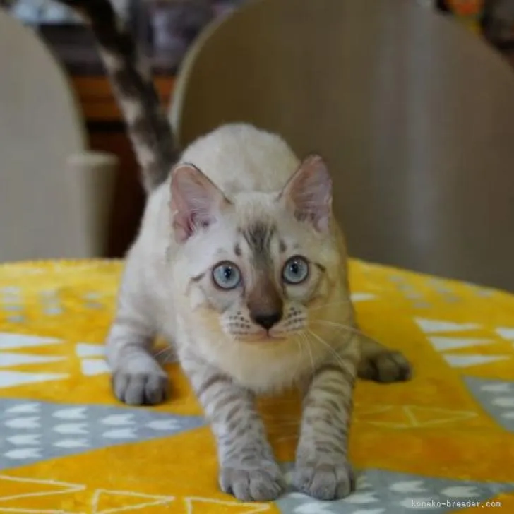 ID:2208-02533の子猫