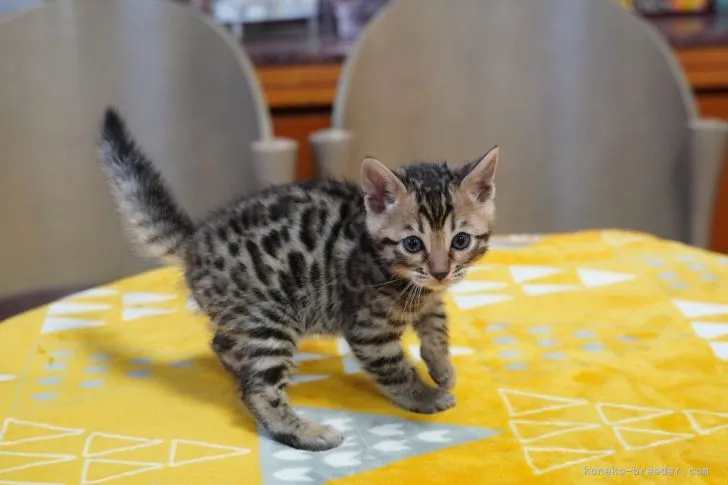 ID：2112-00936の子猫