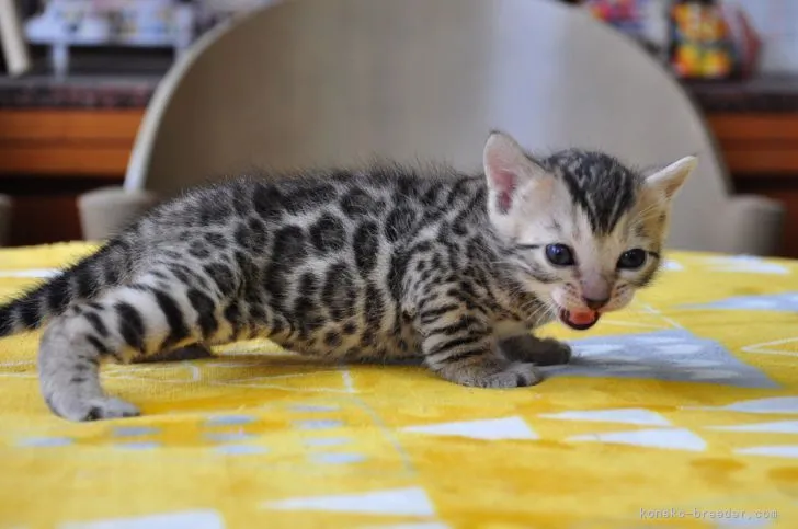 ID：2104-02600の子猫