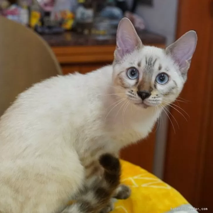 ID：2407-02527の子猫