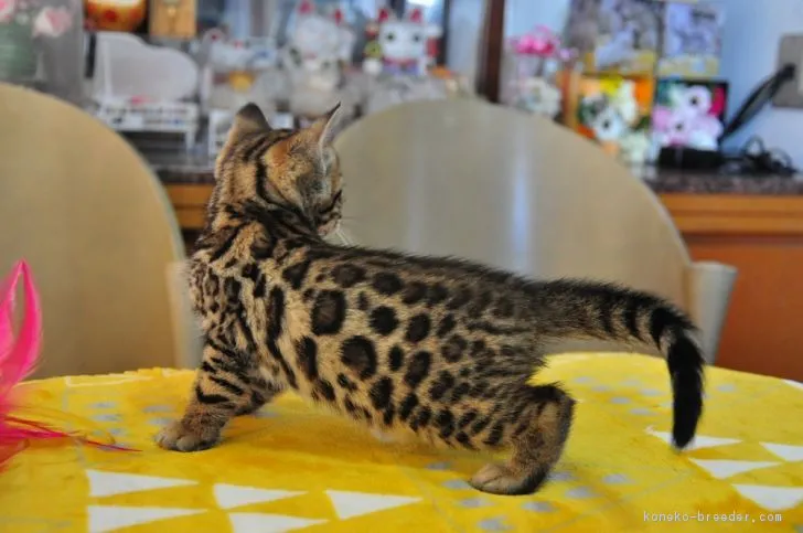 ID：1807-00065の子猫