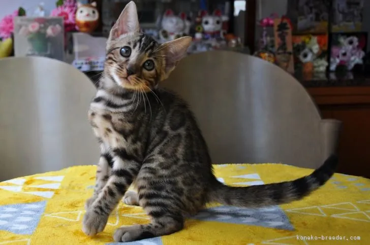ID:1808-00061の子猫
