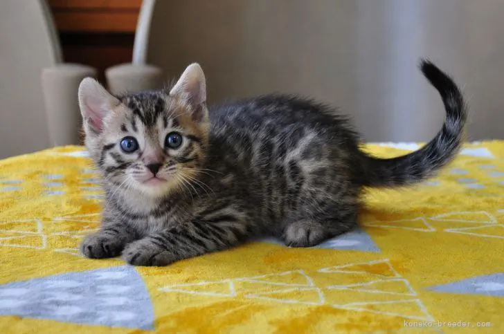 ID:2103-02044の子猫