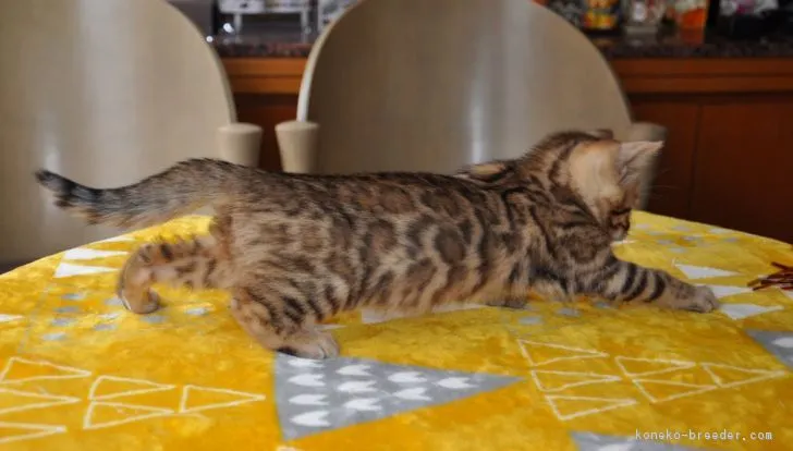 ID：1801-01066の子猫