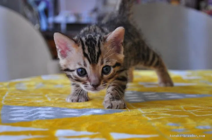 みな 様のお迎えした子猫