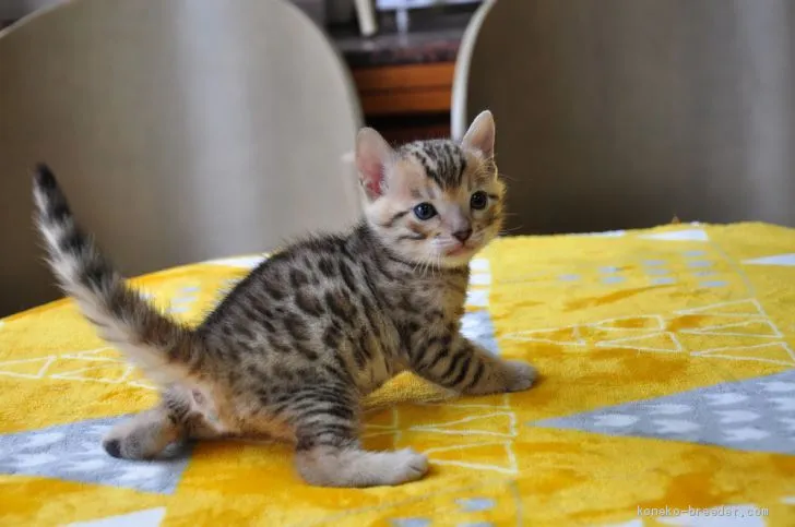 ID：2103-00370の子猫