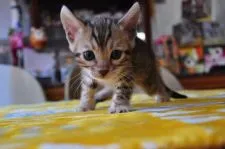 ベンガル【愛媛県・女の子・2018年7月5日・ブラウン・スポテッドタビー】の写真1「8/6撮影」